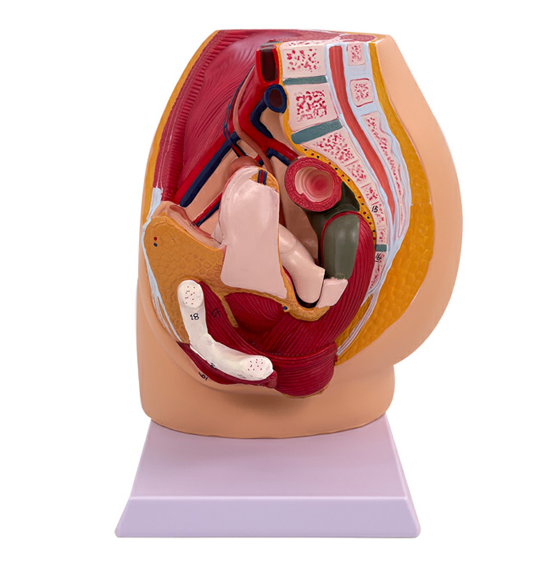 SYB32 Sagital pélvico femenino