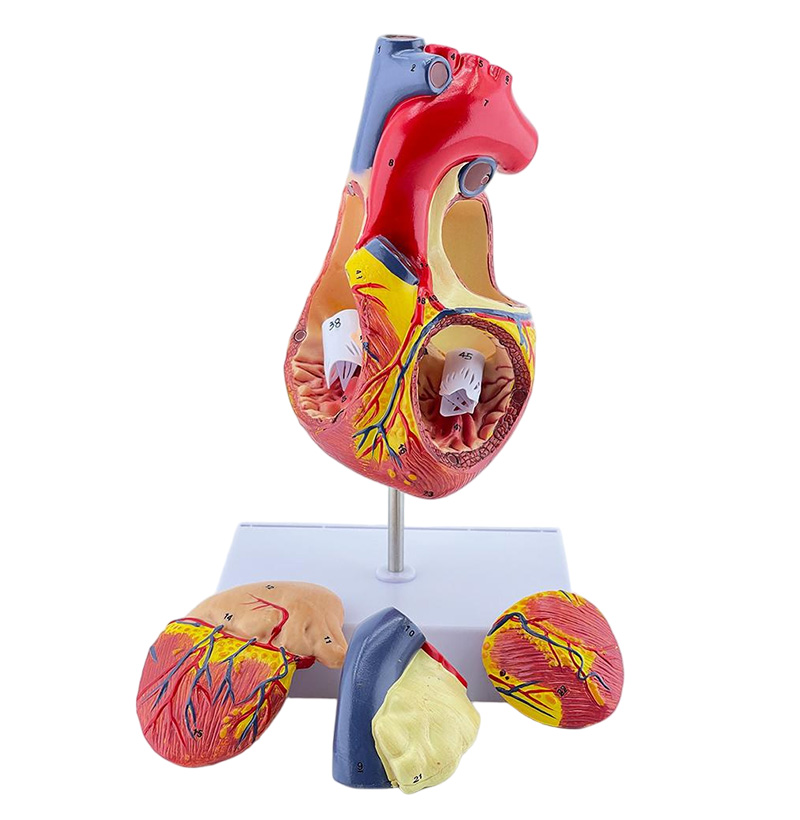 SYX04 Doble el corazón